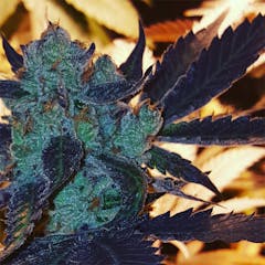 User uploaded image of Blue Zombie