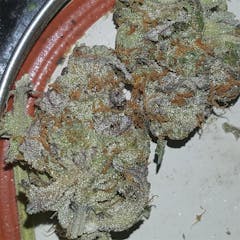 User uploaded image of Blue Zombie