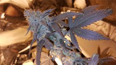 User uploaded image of Blue Zombie