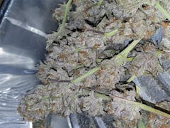 User uploaded image of Blue Zombie
