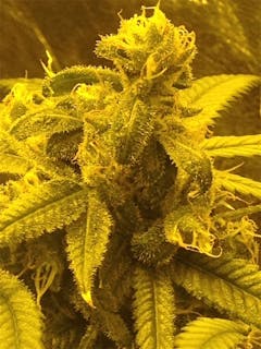 User uploaded image of Blueberry AK