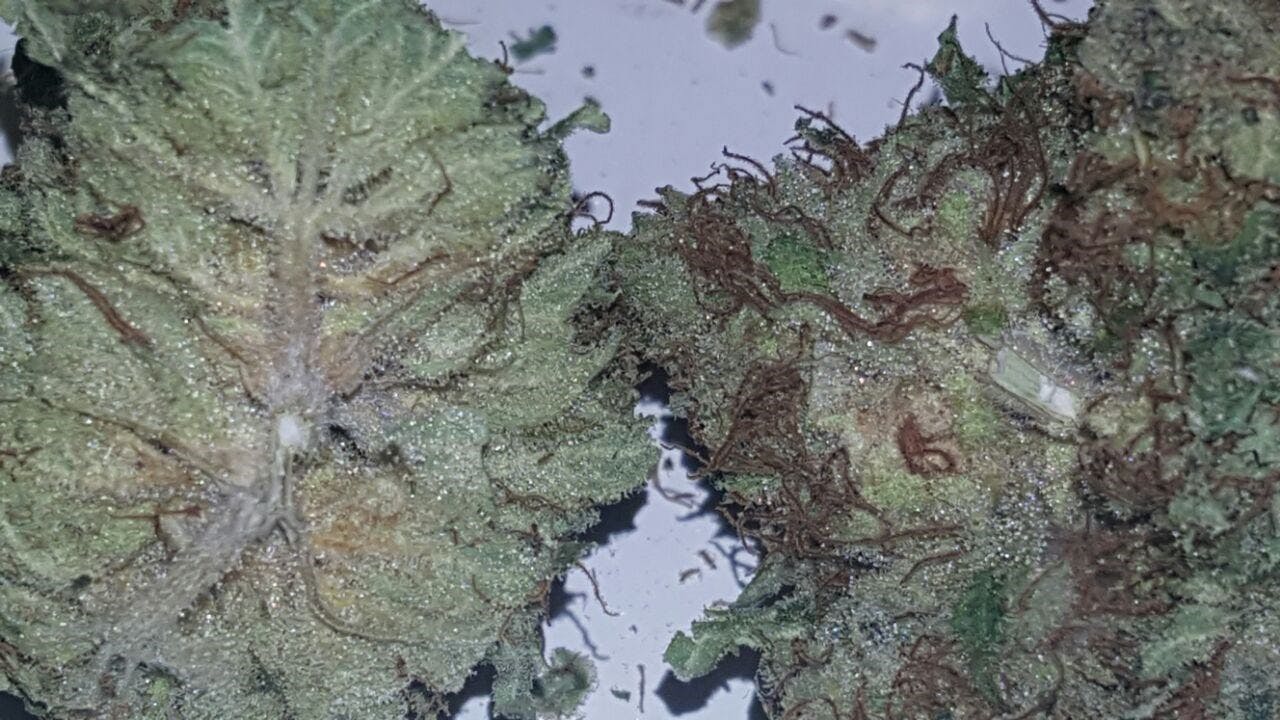 Blueberry AK aka Blue AK47, Blueberry AK47 Weed Strain Information