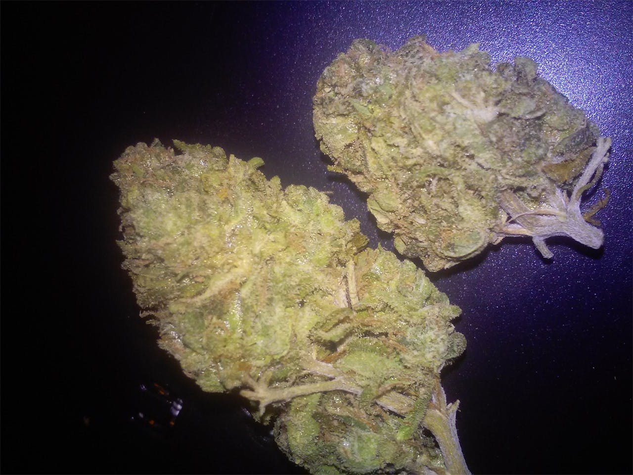 Photos of Blueberry Cheesecake Weed Strain Buds Leafly