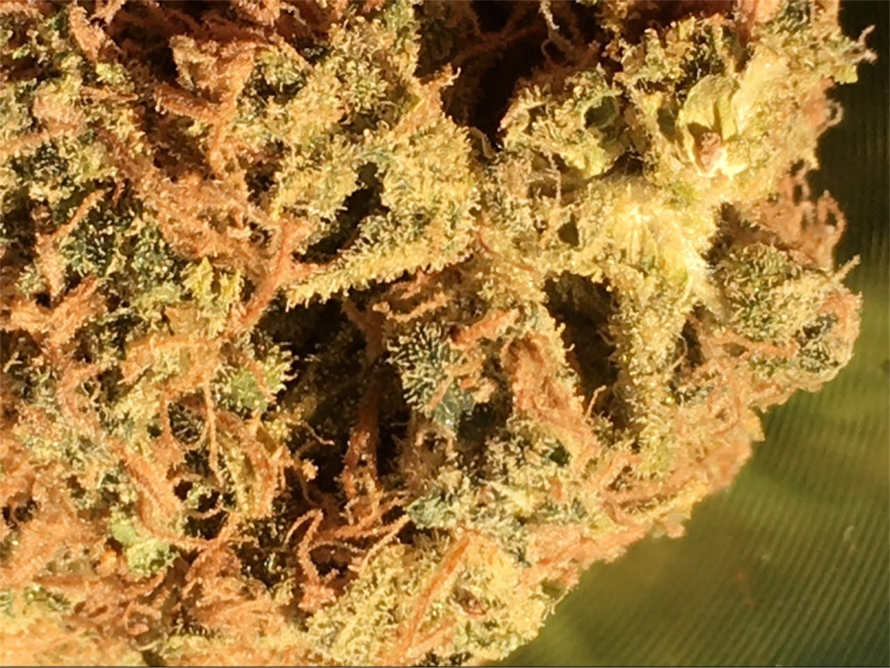 Blueberry Cheesecake aka Blue Cheesecake Weed Strain Information Leafly