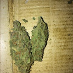 User uploaded image of Blueberry Diesel