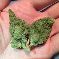 User uploaded image of Blueberry Diesel