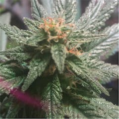 User uploaded image of Blueberry Diesel
