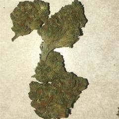User uploaded image of Blueberry Diesel