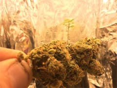 User uploaded image of Blueberry Dream