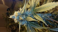 User uploaded image of Blueberry Jack