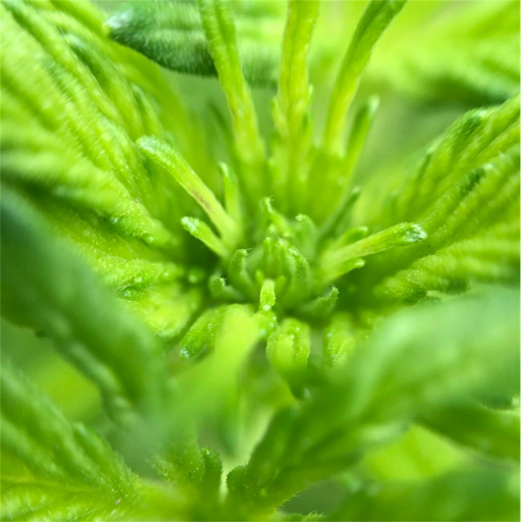 Blueberry Kush aka Blueberry OG Kush Weed Strain Information Leafly