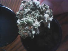 User uploaded image of Blueberry Lambsbread