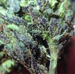 User uploaded image of Blueberry Lambsbread