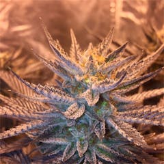 User uploaded image of Blueberry Pie