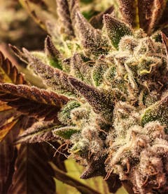 User uploaded image of Blueberry Pie