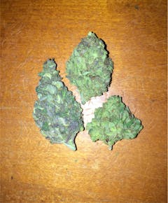 User uploaded image of Blueberry Skunk