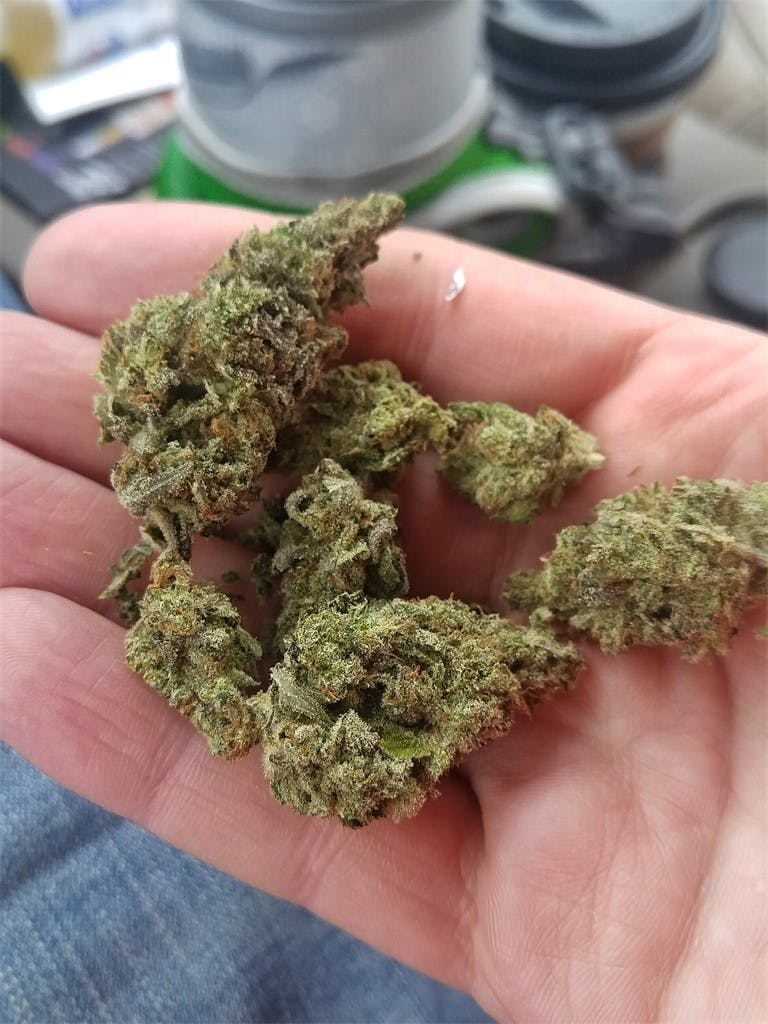 Blueberry Skunk aka Blue Skunk, Maryhill Skunkberry Weed Strain