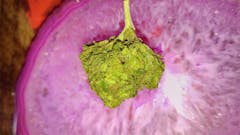 User uploaded image of Blueberry Yum Yum