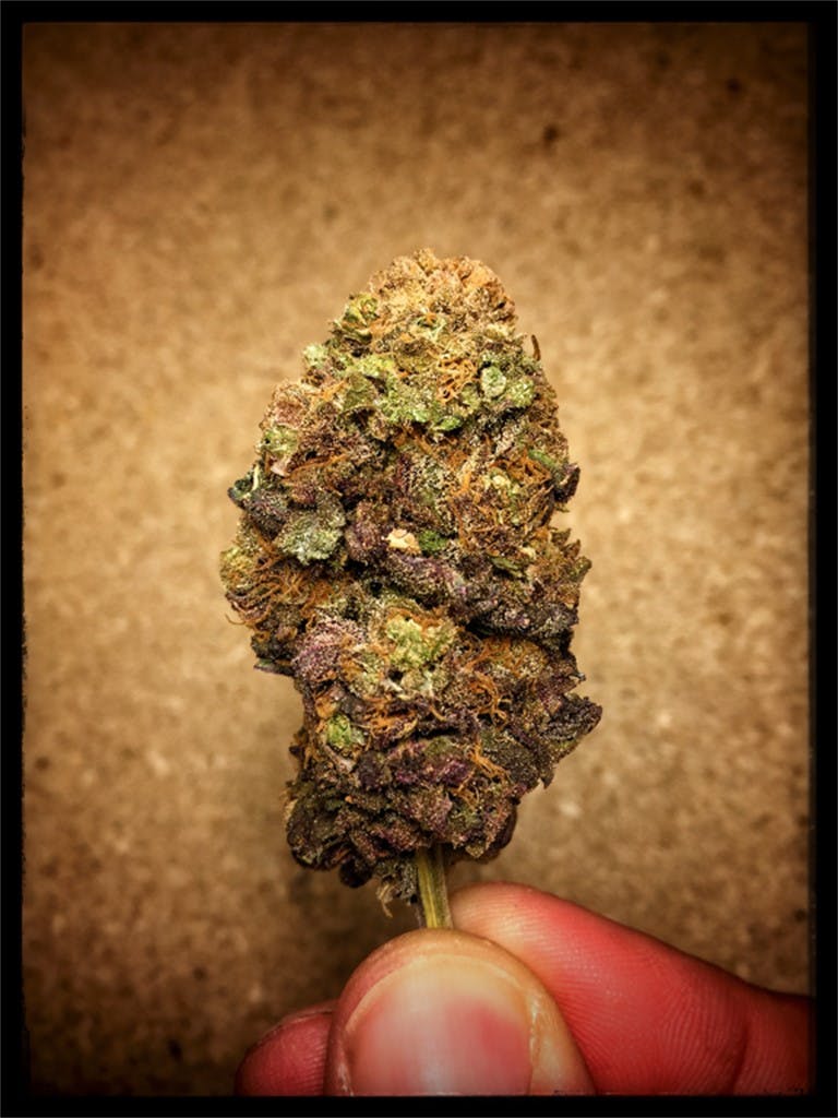 Photos of Blueberry Weed Strain Buds Leafly