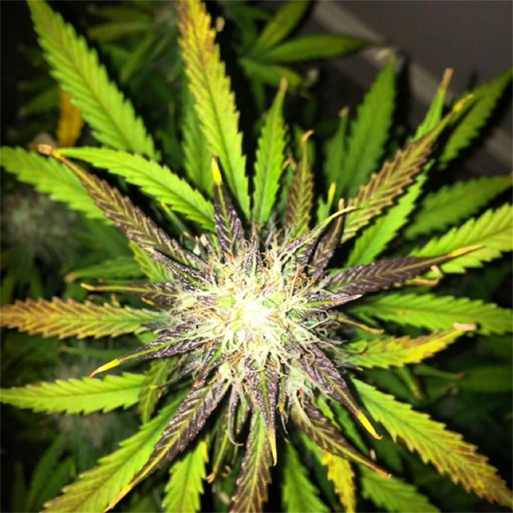 Photos of Blueberry Weed Strain Buds Leafly