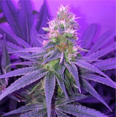 User uploaded image of Blueberry