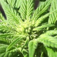 User uploaded image of Blueberry