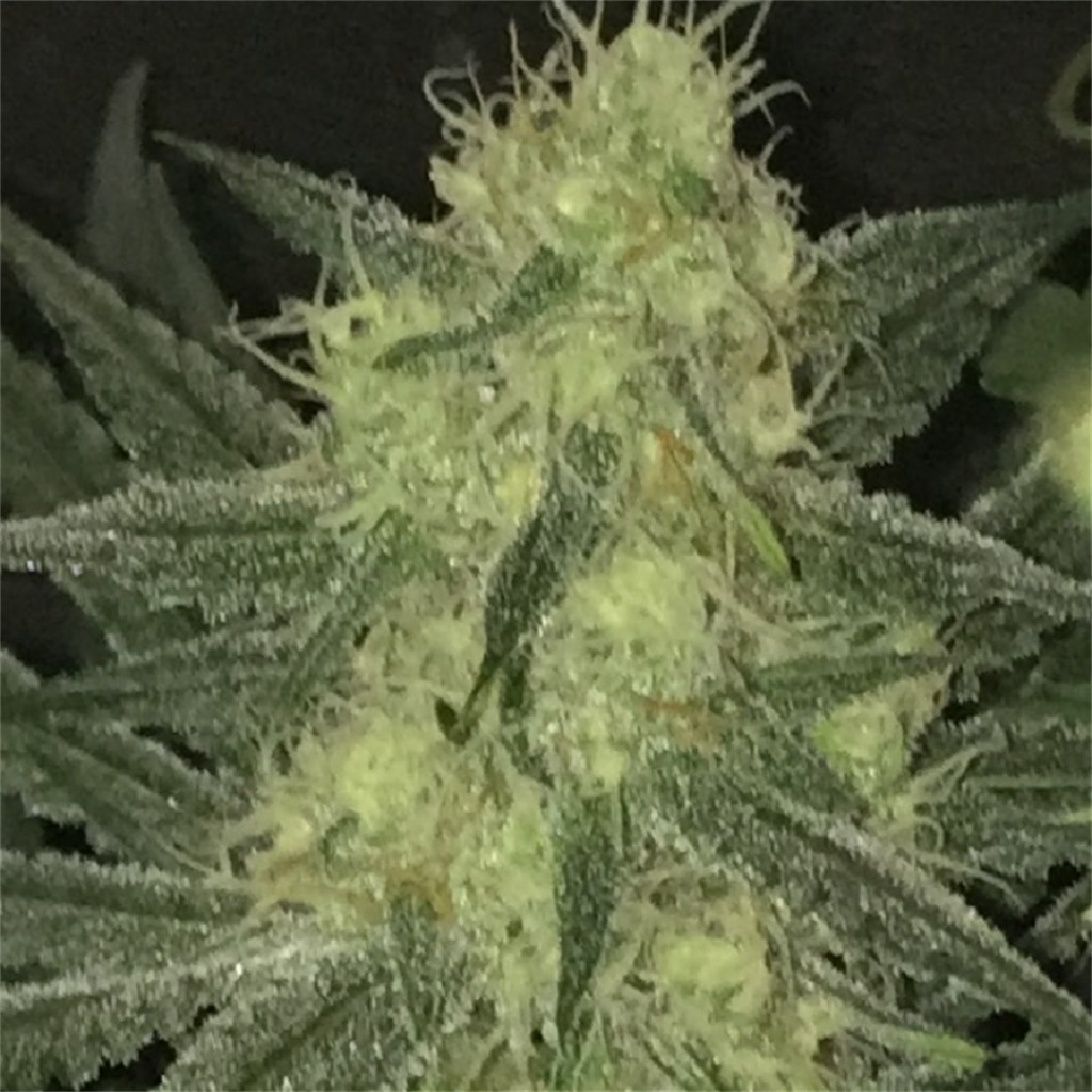 Buy Blueberry Cannabis Strain - Mega Weed Market