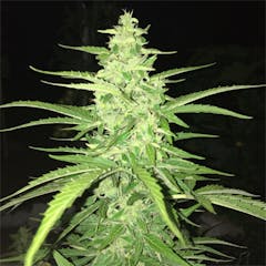 User uploaded image of Blueberry