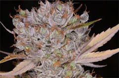 User uploaded image of Bob Saget