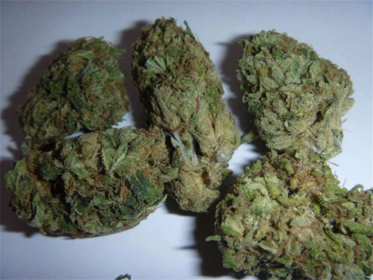 BOG Bubble Weed Strain Information Leafly