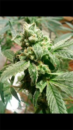 User uploaded image of Boggle Gum