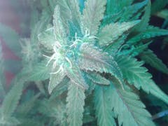 User uploaded image of Boggle Gum