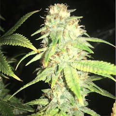 User uploaded image of Boss Hogg