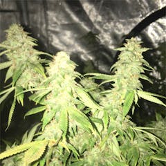 User uploaded image of Boss Hogg