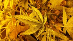 User uploaded image of Brains Damage