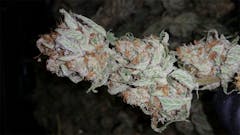 User uploaded image of Brainstorm Haze