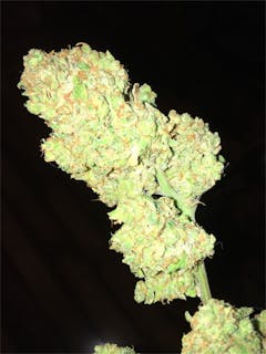User uploaded image of Brian Berry Cough