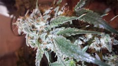 User uploaded image of Brian Berry Cough