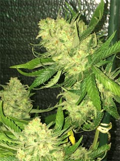 User uploaded image of Brian Berry Cough