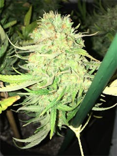 User uploaded image of Brian Berry Cough