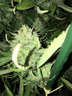 User uploaded image of Brian Berry Cough