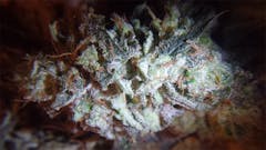 User uploaded image of Brian Berry Cough