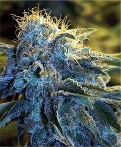 User uploaded image of Broke Diesel