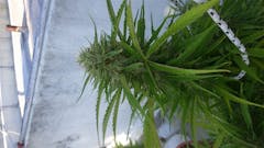 User uploaded image of Brooklyn Mango