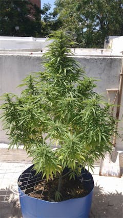 User uploaded image of Brooklyn Mango