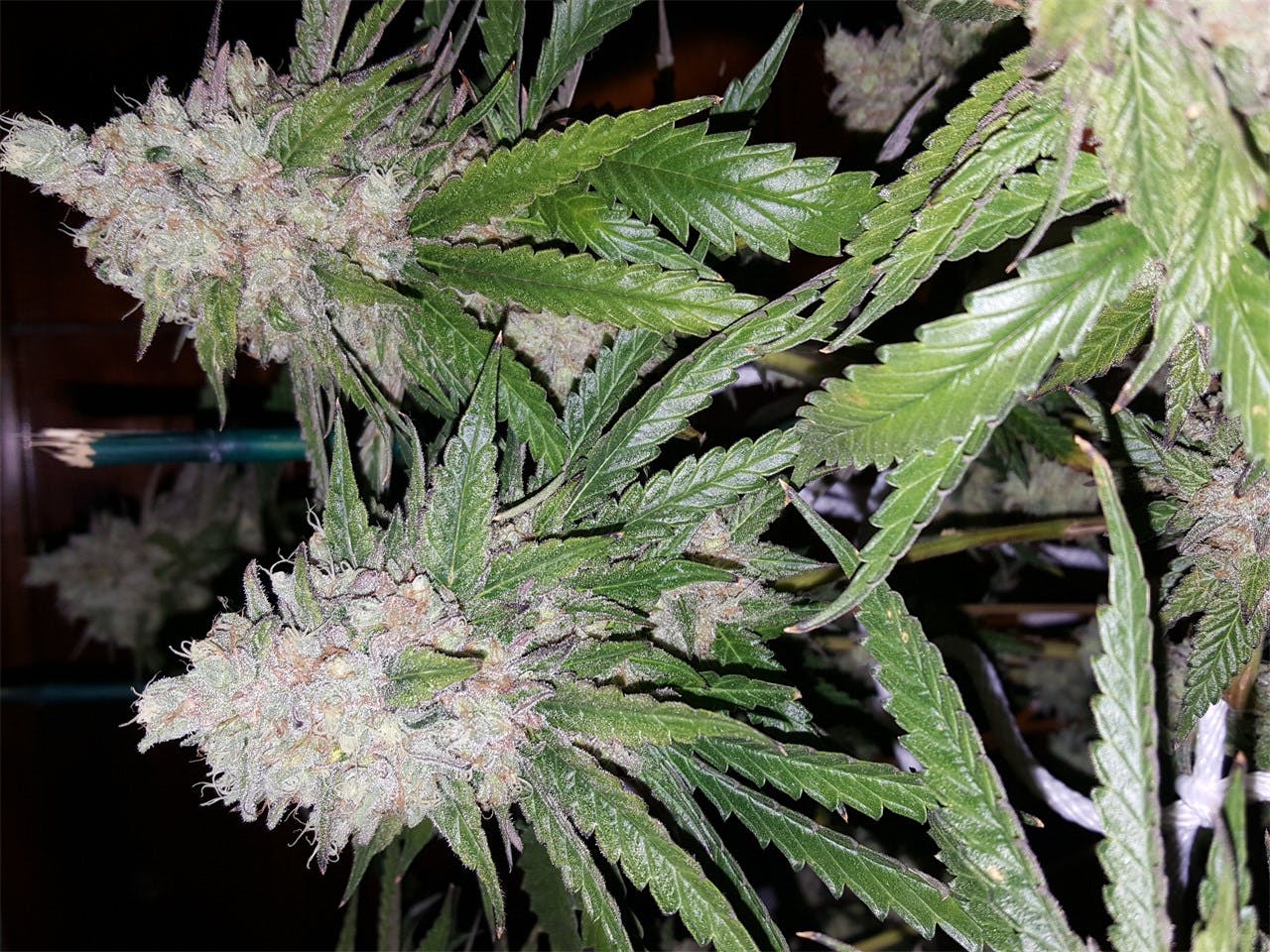 Bruce Banner 3 aka BB3, Bruce Banner 3 Weed Strain Information Leafly