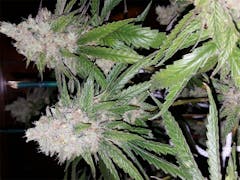 User uploaded image of Bruce Banner #3