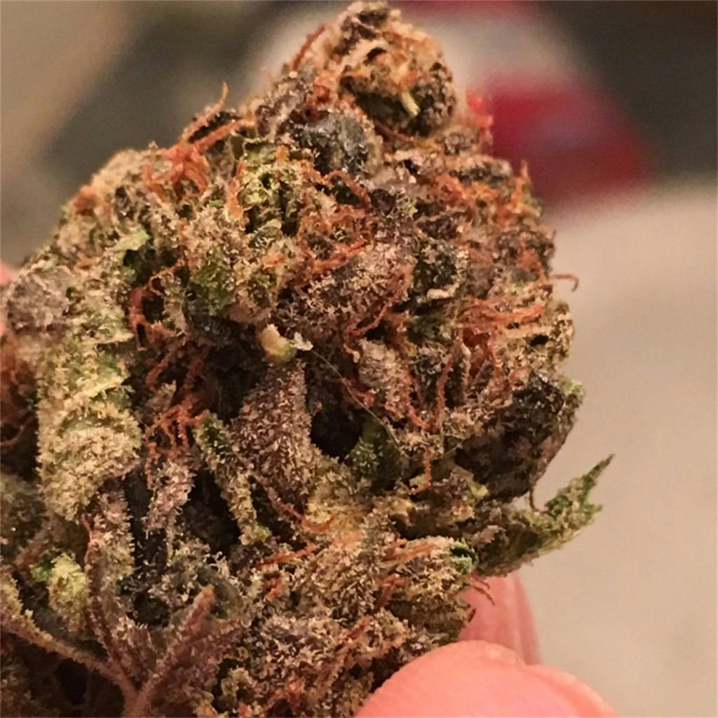 Bruce Banner aka Banner, OG Banner, Bruce Weed Strain Information Leafly