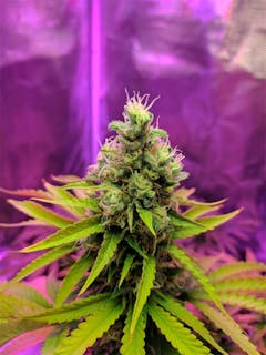 User uploaded image of Bubba Kush