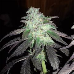 User uploaded image of Bubba Kush